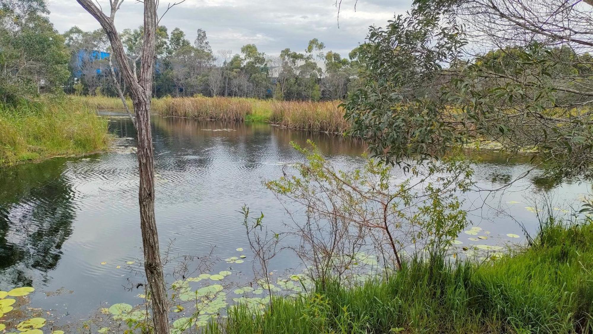 The Woodlands Hideaway - Premium Acreage Guesthouse Browns Plains Bagian luar foto