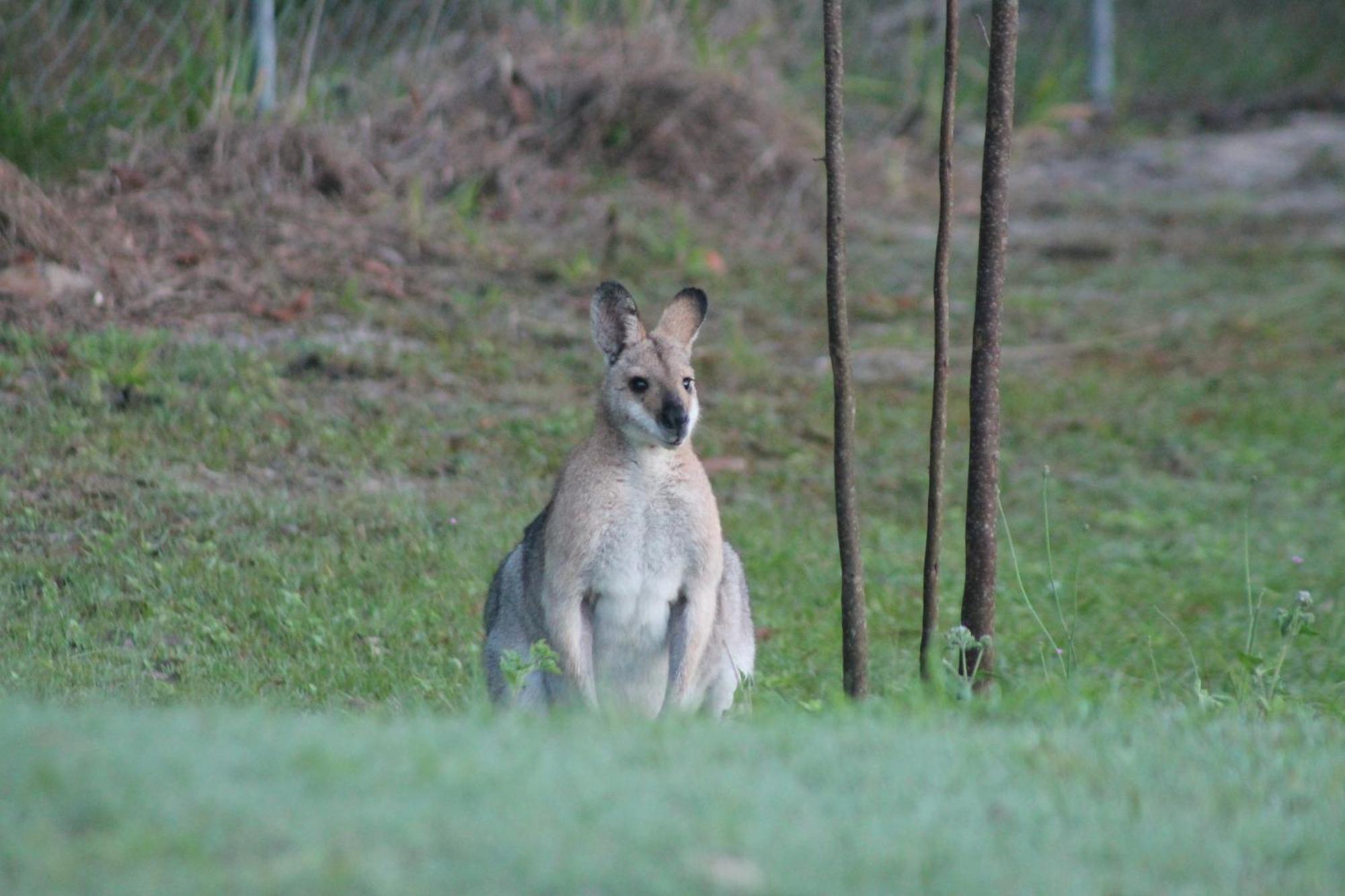 The Woodlands Hideaway - Premium Acreage Guesthouse Browns Plains Bagian luar foto